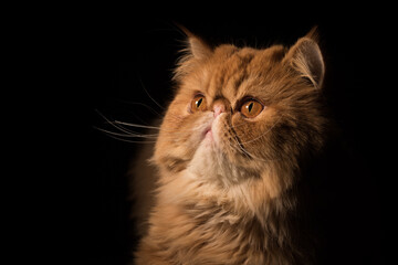 Persian Exotic Longhair cat