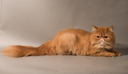 Persian Exotic Longhair cat