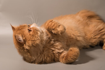 Persian Exotic Longhair cat