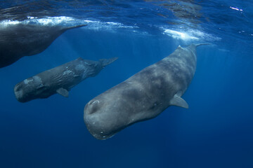 Sperm whale near the surface. Whales in Indian ocean. The biggest toothed whale on the planet. Marine life in ocean. 