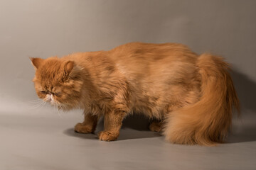Persian Exotic Longhair cat