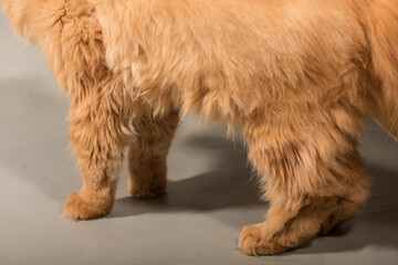 Persian Exotic Longhair cat