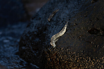 Small fish are climbing on the rock near the coast. Alticus monochrus on Mauritius island. Fish who can croal out of water and feed on the stones. 