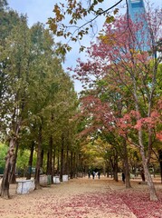 Naklejka premium It's a beautiful fall day in the Seoul Forest, with the leaves changing colors. 서울숲의 단풍이 가득한 아름다운 가을의 모습입니다.