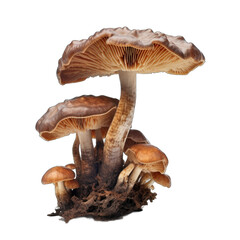 Dried Voluminous-latex milky mushroom isolated