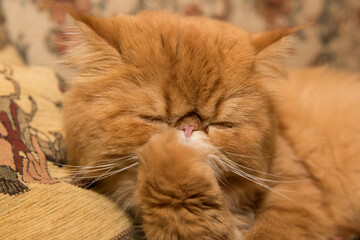 Persian Exotic Longhair cat