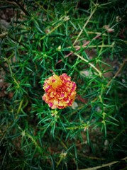 Orange Flower