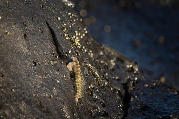 Small fish are climbing on the rock near the coast. Alticus monochrus on Mauritius island. Fish who can croal out of water and feed on the stones. 