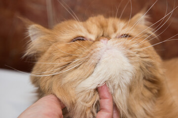 Persian Exotic Longhair cat
