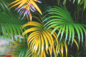 palm tree leaves