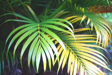 palm tree leaves