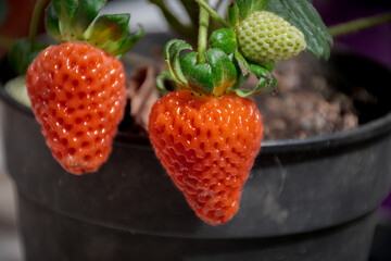 Strawberries from a plant in a pot.