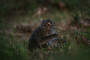 Crab eating macaque troop are looking for food in the forest. Macaque on the Mauritius island. Small monkey is exploring nature.