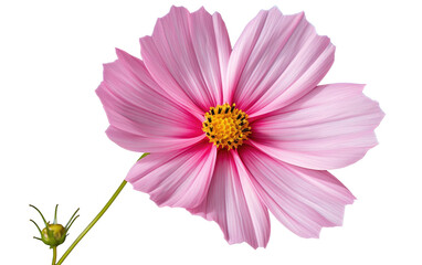 Growing Cosmos Flowers Transparent PNG