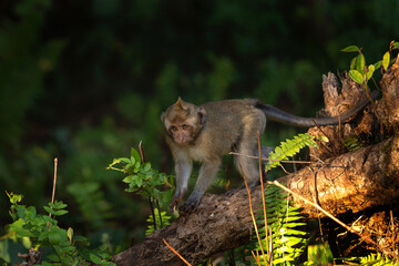 Crab eating macaque troop are looking for food in the forest. Macaque on the Mauritius island. Small monkey is exploring nature.