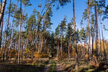 Słoneczny jesienny dzień z kolorowymi dzewami, Podlasie, Polska