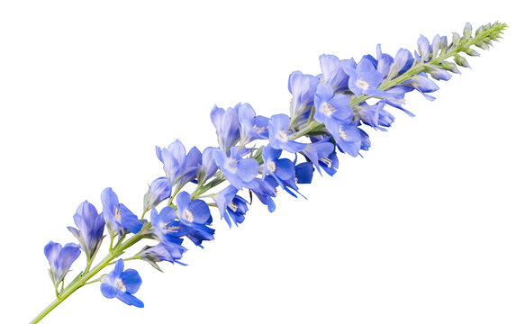 Growing Stunning Delphinium Flowers Transparent PNG