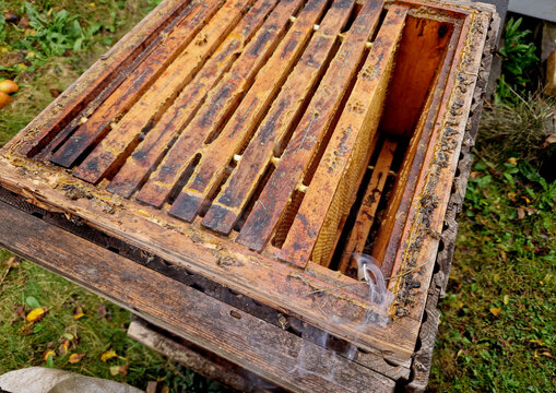 application of medicinal product against mites in the hive. ignited strand of paper with the active ingredient drips off and is allowed to burn out in smoke between the frames with brood bee larvae © Michal