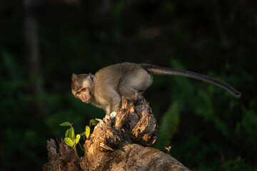 Crab eating macaque troop are looking for food in the forest. Macaque on the Mauritius island. Small monkey is exploring nature.