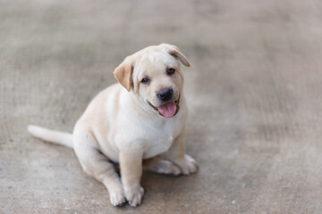 Labrador Retriever puppy sitting on the ground tongue out
