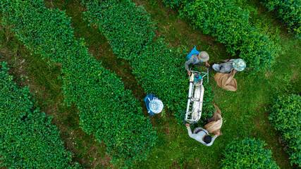 workers using machines for cutting tea leaves in tea plantations, at chiang rai province, north of thailand, aerial top view - obrazy, fototapety, plakaty