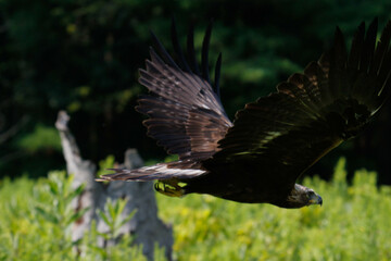 Obraz premium Adult Golden eagle (Inuwashi) is circling to search a prey in the blue mountains background