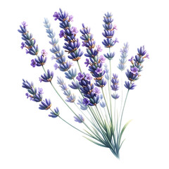 Delicate watercolor lavender flowers in full bloom, shades of purple and blue, white background