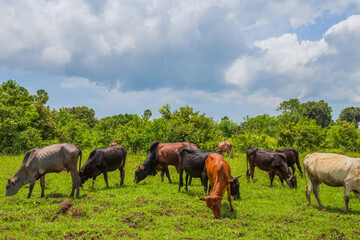 Naklejka na ściany i meble African cows grazes on green grass. Agriculture Maasai.