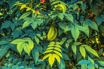 diverse african nature useful edible plants