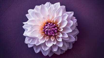  a white flower with a purple center on a purple background.  generative ai