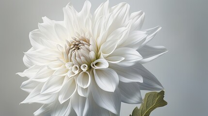  a large white flower with a green leaf on a gray background.  generative ai