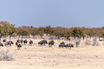 Fototapeta na wymiar Telephoto shot of a herd of blue wildebeest - Connochaetes taurinus- trekking across the plains of Etosha national Park, Namibia.