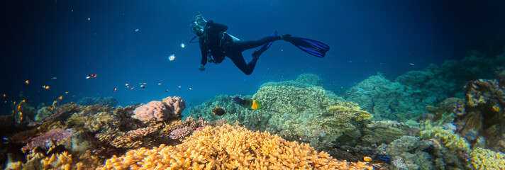 Underwater Tropical Corals Reef with colorful sea fish and diver. Marine life sea world. Tropical colourful underwater panormatic seascape.