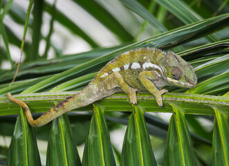 Green chameleon on a branch leaf of palm tree