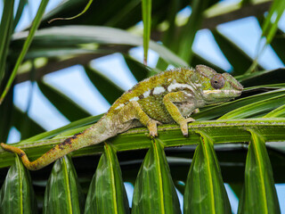 Green chameleon on a branch leaf of palm tree