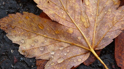 Ahornblatt im Herbst mit Wassertropfen - Rutschgefahr