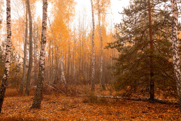 Beautiful autumn forest in the fog.