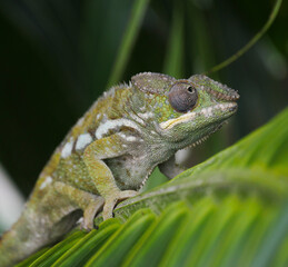 Green chameleon on a branch leaf of palm tree