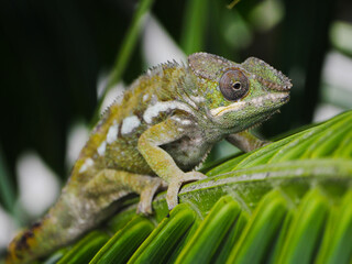 Green chameleon on a branch leaf of palm tree