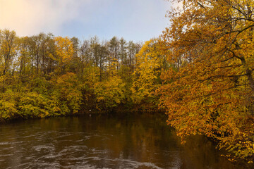 Autumn trees standing by a river in the forest.