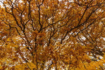 Autumn tree in the forest.
