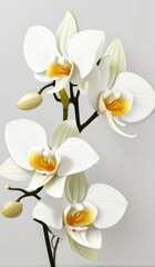 Naklejka na ściany i meble white orchid on a white background