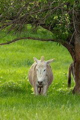 Wild donkey under tree in grass