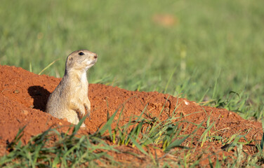 Prairie dog on red dirt with grass