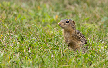 Naklejka na ściany i meble thirteen-lined ground squirrel in grass