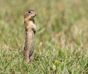 Naklejka na ściany i meble thirteen-lined ground squirrel standing in grass