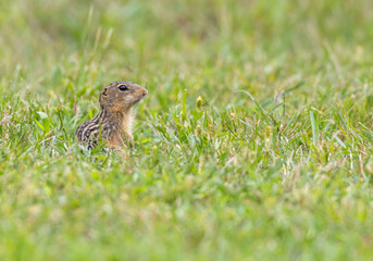 thirteen-lined ground squirrel sitting in  grass