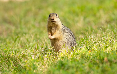 Naklejka na ściany i meble Thirteen-lined ground squirrel in grass