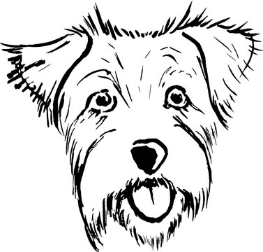Sketch of a Parson Russell Terrier