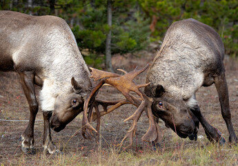 Pair of young woodland caribou sparring